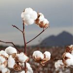 Organyc 100% Organic Cotton Rounds - Biodegradable Cotton, Chemical Free, For Sensitive Skin (70 Count) - Daily Cosmetics. Beauty and Personal Care - Image 3